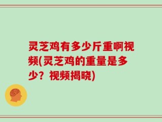 灵芝鸡有多少斤重啊视频(灵芝鸡的重量是多少？视频揭晓)