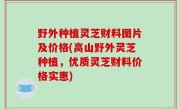 野外种植灵芝财料图片及价格(高山野外灵芝种植，优质灵芝财料价格实惠)