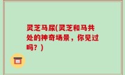 灵芝马尿(灵芝和马共处的神奇场景，你见过吗？)