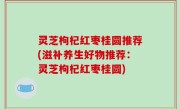灵芝枸杞红枣桂圆推荐(滋补养生好物推荐：灵芝枸杞红枣桂圆)