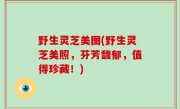 野生灵芝美图(野生灵芝美照，芬芳馥郁，值得珍藏！)