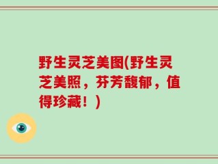 野生灵芝美图(野生灵芝美照，芬芳馥郁，值得珍藏！)