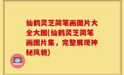 仙鹤灵芝简笔画图片大全大图(仙鹤灵芝简笔画图片集，完整展现神秘风貌)