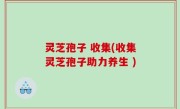 灵芝孢子 收集(收集灵芝孢子助力养生 )