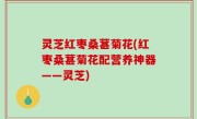 灵芝红枣桑葚菊花(红枣桑葚菊花配营养神器——灵芝)
