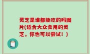 灵芝是谁都能吃的吗图片(适合大众食用的灵芝，你也可以尝试！)