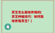 灵芝怎么栽培养殖的(灵芝种植技巧：如何栽培养殖灵芝？)