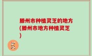 滕州市种植灵芝的地方(滕州市地方种植灵芝)