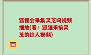 狐狸会采集灵芝吗视频播放(看！狐狸采摘灵芝的惊人视频)