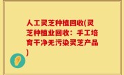 人工灵芝种植回收(灵芝种植业回收：手工培育干净无污染灵芝产品)