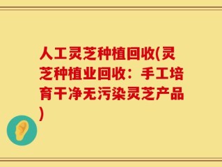 人工灵芝种植回收(灵芝种植业回收：手工培育干净无污染灵芝产品)