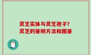 灵芝实体与灵芝孢子？灵芝的鉴别方法和图鉴