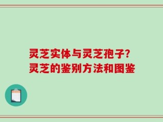 灵芝实体与灵芝孢子？灵芝的鉴别方法和图鉴