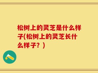 松树上的灵芝是什么样子(松树上的灵芝长什么样子？)