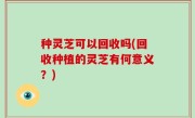 种灵芝可以回收吗(回收种植的灵芝有何意义？)