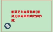 紫灵芝与赤灵作用(紫灵芝和赤灵的功效和作用)