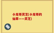 小龙哥灵芝(小龙哥的仙草——灵芝)