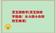灵芝鸽教学(灵芝鸽初学指南：从斗鸽小白到技艺精湛)