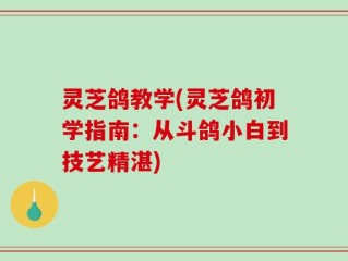 灵芝鸽教学(灵芝鸽初学指南：从斗鸽小白到技艺精湛)