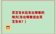 灵芝生长在东北哪里的地方(东北哪里适合灵芝生长？)