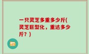 一只灵芝多重多少斤(灵芝巨型化，重达多少斤？)
