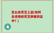 怎么给灵芝上盆(如何合适地将灵芝移植到盆中？)