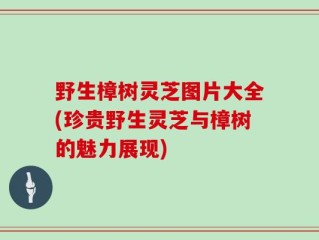 野生樟树灵芝图片大全(珍贵野生灵芝与樟树的魅力展现)