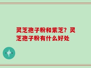 灵芝孢子粉和紫芝？灵芝孢子粉有什么好处