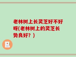 老林树上长灵芝好不好呀(老林树上的灵芝长势良好？)