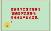 西安沙河灵芝培育基地(西安沙河灵芝基地 高标准生产有机灵芝。)