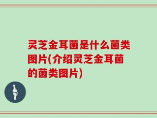 灵芝金耳菌是什么菌类图片(介绍灵芝金耳菌的菌类图片)