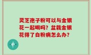 灵芝孢子粉可以与金银花一起喝吗？盆栽金银花得了白粉病怎么办？