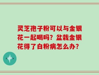 灵芝孢子粉可以与金银花一起喝吗？盆栽金银花得了白粉病怎么办？