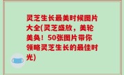 灵芝生长最美时候图片大全(灵芝盛放，美轮美奂！50张图片带你领略灵芝生长的最佳时光)