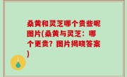 桑黄和灵芝哪个贵些呢图片(桑黄与灵芝：哪个更贵？图片揭晓答案)