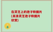 在灵芝上的孢子粉图片(高清灵芝孢子粉图片欣赏)