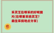 采灵芝在哪采的好呢图片(在哪里采摘灵芝？最佳采摘地点分享)
