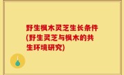 野生枫木灵芝生长条件(野生灵芝与枫木的共生环境研究)