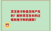 灵芝孢子粉是怎样产生的？解析灵芝生长的过程和孢子粉的提取？