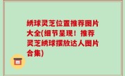 绣球灵芝位置推荐图片大全(细节呈现！推荐灵芝绣球摆放达人图片合集)
