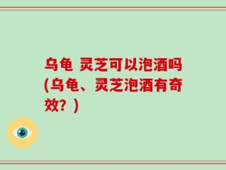 乌龟 灵芝可以泡酒吗(乌龟、灵芝泡酒有奇效？)