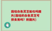 栽培白色灵芝能吃吗图片(栽培的白色灵芝可供食用吗？附图片)