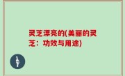 灵芝漂亮的(美丽的灵芝：功效与用途)