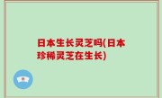 日本生长灵芝吗(日本珍稀灵芝在生长)