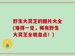 野生大灵芝的图片大全(难得一见，稀有野生大灵芝全貌盘点！)
