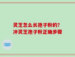 灵芝怎么长孢子粉的？冲灵芝孢子粉正确步骤