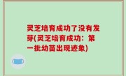灵芝培育成功了没有发芽(灵芝培育成功：第一批幼苗出现迹象)