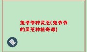 兔爷爷种灵芝(兔爷爷的灵芝种植奇谭)