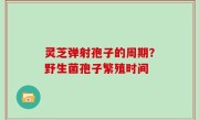 灵芝弹射孢子的周期？野生菌孢子繁殖时间