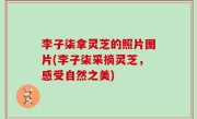 李子柒拿灵芝的照片图片(李子柒采摘灵芝，感受自然之美)